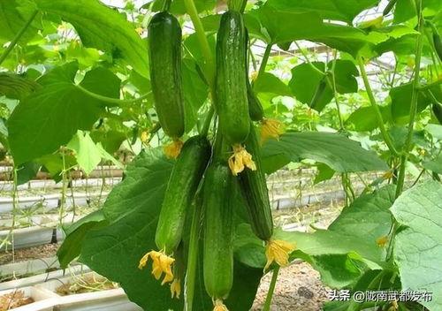山东黄瓜爆料视频最新,揭秘田间地头的新鲜秘密  第2张