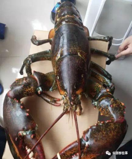 骚年龙虾爆料视频播放大全,视频播放大全精彩瞬间大盘点  第2张