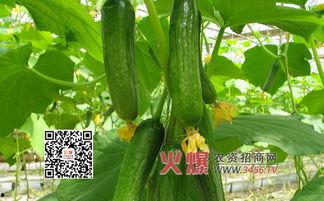 黄瓜农药爆料视频下载,视频曝光背后的惊人内幕  第3张