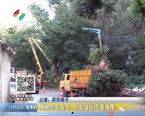 最新爆料绿山路,揭秘神秘项目背后的真相与未来展望  第2张
