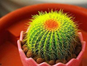 仙人球吃瓜娱乐,瓜果乐园的奇幻之旅  第2张