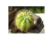 仙人球吃瓜娱乐,瓜果乐园的奇幻之旅  第3张