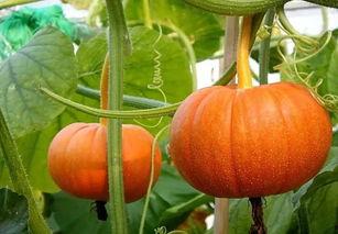 新瓜最新爆料新沂网红,揭秘背后故事与真实身份  第3张