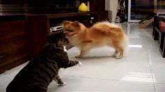 猫狗在线观看  第2张