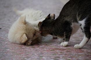 猫狗在线观看  第3张