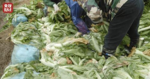 老坛酸菜最新爆料新闻,最新爆料揭露惊人内幕