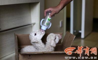 小绵羊酒店爆料视频大全