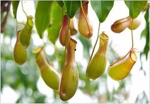 猪笼草之梦在线观看,探索神秘植物世界的奇幻之旅 第1张 猪笼草之梦在线观看,探索神秘植物世界的奇幻之旅 第1张