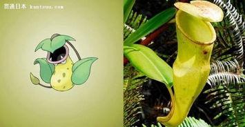 猪笼草之梦在线观看,探索神秘植物世界的奇幻之旅 第3张 猪笼草之梦在线观看,探索神秘植物世界的奇幻之旅 第3张