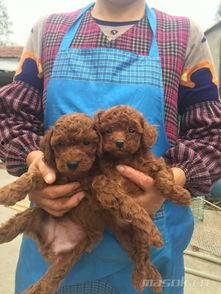 娱乐圈吃瓜爆料弟弟泰迪,泰迪弟弟吃瓜爆料，揭秘幕后真相  第1张