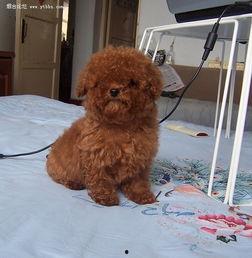 娱乐圈吃瓜爆料弟弟泰迪,泰迪弟弟吃瓜爆料，揭秘幕后真相  第2张