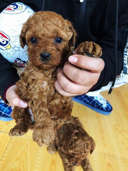 娱乐圈吃瓜爆料弟弟泰迪,泰迪弟弟吃瓜爆料，揭秘幕后真相  第3张